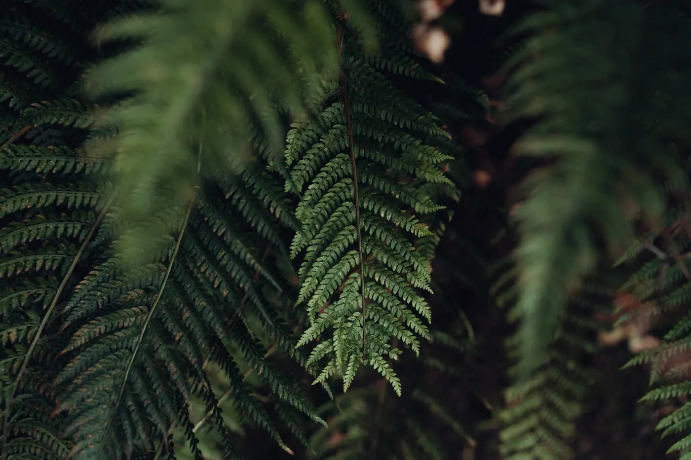 Les fougères de la forêt